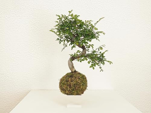 Chinesische Ulme Bonsai kokedama L