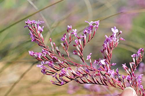 120 Körner Statice, Immortelle Violett (Limonium insigne)
