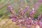120 Körner Statice, Immortelle Violett (Limonium insigne)