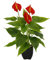 Künstliche Anthurium Pflanze im Topf Anthurie exotische Flamingoblume Flamingo Blume exotische Pflanze mit roten Blüten Flamingopflanze Kunstpflanze Dekopflanze Kunstblume Deko Zimmerpflanze Calla