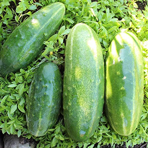 Salatgurke Delicius Samen