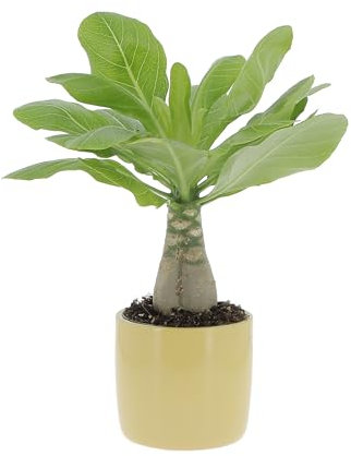 KENTIS - Brighamia Insignis Palma delle Hawaii - Piante Vere da Interni Succulenta - Pianta da Appartamento Ornamentale - H 25/35 cm Vaso Ø 12 cm