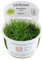 Tropica Eleocharis acicularis 'mini' 1-2-GROW!