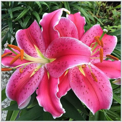 Lilium zwiebeln,Lilien knollen kaufen,lilien pflanzen winterhart, Heimdekoration, duftend, Schnittblumen, einfach zu züchten-6zwiebeln-D