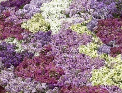 100 Samen Alyssum Prost Pastell Mix Bodendecker