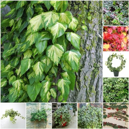 150 pcs efeu deko samen winterhart - topfpflanzen draußen winterhart rankpflanze Efeutute zimmerpflanze, zimmerpflanzen wenig lichtbedarf pflanzensamen büropflanzen plant saatgut alte