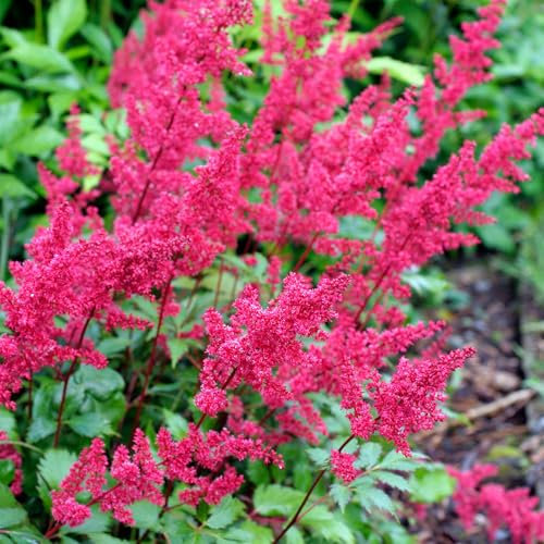 Astilbe Fanal - Spring to Summer Flowering, Shade Loving Plants Outdoor Garden Ready Garden Flowers Ready to Plant - Striking Rich Red Perennial Plants for Beds and Borders (3 Litre Pot, 20-30cm)