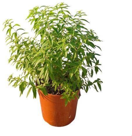 Lippia Citriodora (Citronella) – Pianta Vera Aromatica Antizanzare da Esterno | Vaso Ø24 cm – Altezza 45 cm | Pianta Profumata Cedrina per Balcone, Terrazzo o Giardino | Facile da Coltivare