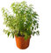 Lippia Citriodora (Citronella) – Pianta Vera Aromatica Antizanzare da Esterno | Vaso Ø24 cm – Altezza 45 cm | Pianta Profumata Cedrina per Balcone, Terrazzo o Giardino | Facile da Coltivare