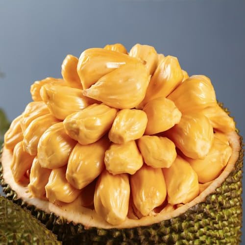 30 pezzi semi di yaca - da balcone giardino resistente in yaca resistente, giardino a colonna