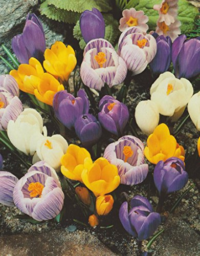 25 Großblumige Krokusse gemischt Blumenzwiebeln Crocus