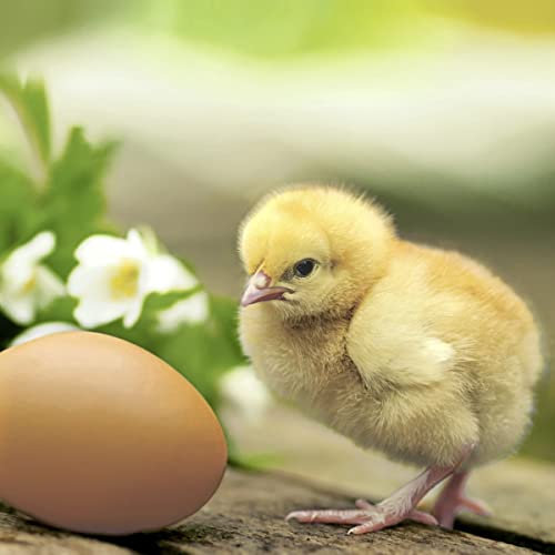 Servietten Frühling 20 Cocktailservietten Natürliches Küken am Ei | Tiere Ostern Tischdeko 24x24cm