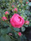 Märchenrose Pomponella - ADR-Rose - Nostalgie-Rose - Kordes-Rose