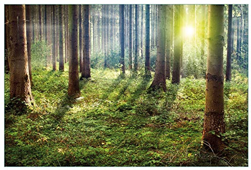 Wallario Küchenrückwand selbstklebend 90 x 60 cm, Motiv: Sonnenuntergang im Wald zwischen den Bäumen | Spritzschutz abwischbar & pflegeleicht