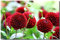 Dahlie Pompone 15 Samen, Pompon Dahlie, Dopple Gemischte
