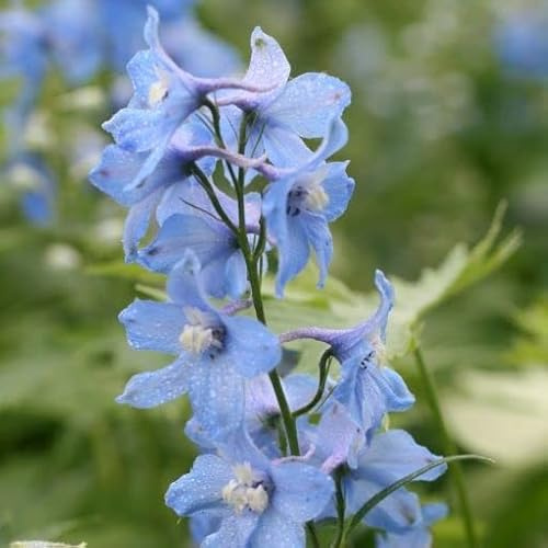 6x riddarsporre - Delphinium Pacific sommarskies - 9 x 9 cm kruka – ljusblå blomma
