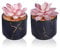 ZENIDA Plantes succulentes artificielles mignonnes dans 2 pots en céramique noire, petites plantes artificielles pour bureau, table, bureau, salle de bain, chambre, décoration esthétique d'étagères de