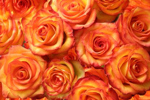 Rose Plants, Hybrid Tea 'Remember Me', 1 x Full Plant in a 5 Litre Pot, Roses, Garden Ready and Ready to Plant, Premium Quality Roses