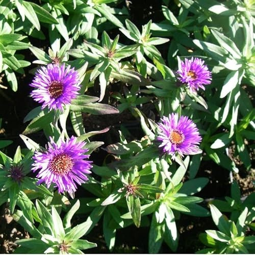 6x Raublatt-Aster 'Purple Dome' - Aster novae-angliae 'Purple Dome' - Topf 9x9cm - Kompakte Herbstaster