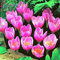 Dunkelgrau: Krokus Samen Topfpflanzen Blumen Balkonpflanzen 100 Samen Chinesische Gartenmedizin Kräuter Blumenzwiebeln Samen Bonsai Topf Home Geschenk
