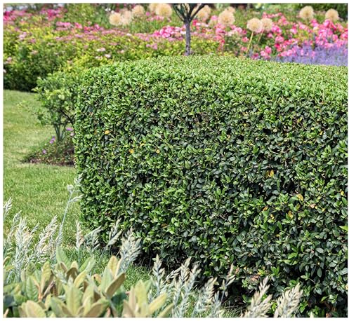 Stauden Gänge 100 x Osmanthus burkwoodii Frühlingsduftblüte winterhart