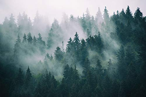 Muralo Fototapete Vinyl Wald im Nebel, XXL, Wandtapete - 405x270 cm | Stimmungsvolle Tapete, strukturierte Oberfläche, edle Optik - ideal für Wohnzimmer und Schlafzimmer, Eine ruhige Waldoase