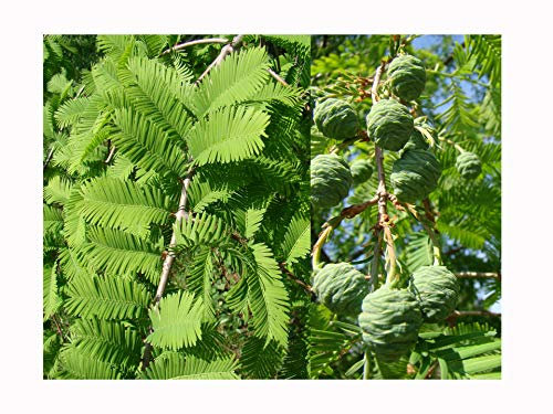Dawn Redwood Tree - METASEQUOIA GLYPTOSTROBOIDES Plant - Soft Foliage, Bronze Autumn Colours, EXFOLIATING BARK - 40-60cm Tall Plant in a 8 or 9cm Pot