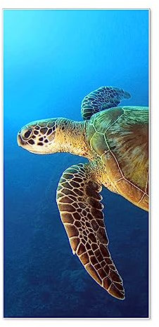 banjado® Magnettafel 37 x 78cm / Magnetwand aus Metall/Magnetpinnwand als Memoboard/Pinnwand Magnettafel Küche, Büro, Kinderzimmer inkl. 4 Magnete & Montageset - Motiv Wasserschildkröte