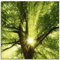 ARTLAND Wanddeko Leinwand Bilder Wandbild 50x50 cm Baum Sonne Botanik Zweige Sonnenstrahlen Sommer Wald T5GQ