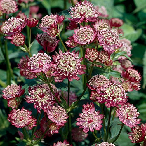 Sterndolde 'Moulin Rouge'