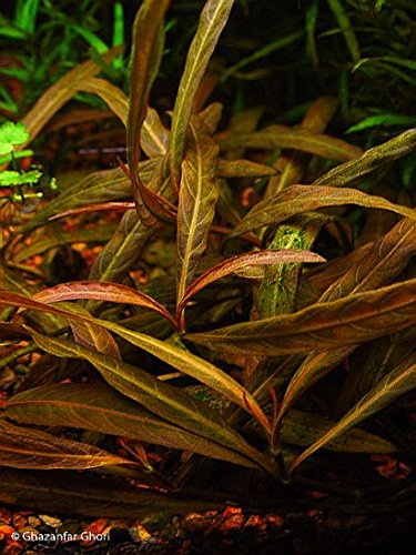 Aquarium Fan - Hygrophila Red - Green - *TOP-RARITÄT* x1 Bund - Wasserpflanzen für Aquarien