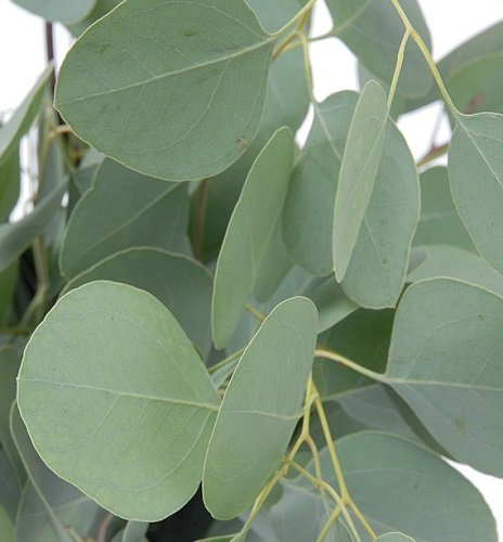 Silver Dollar Eukalyptus 25 Samen - Zimmerpflanze oder Outdoor