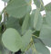 Silver Dollar Eukalyptus 25 Samen - Zimmerpflanze oder Outdoor