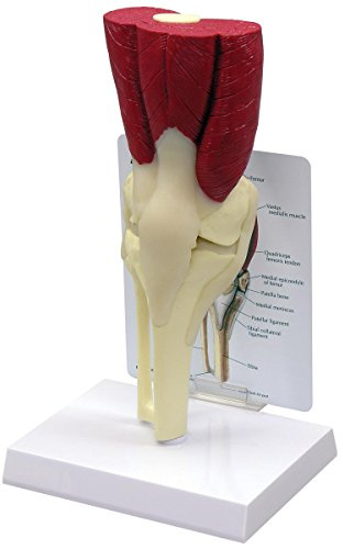 GPI Anatomicals 1060 Knie Modell mit Muskeln