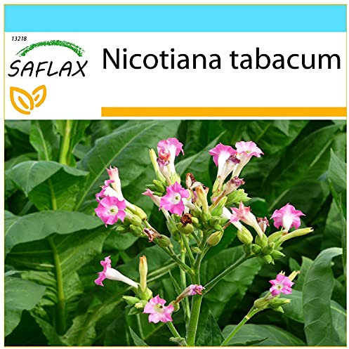 SAFLAX - Confezione regalo - Pianta del tabacco - 250 semi - Nicotiana tabacum