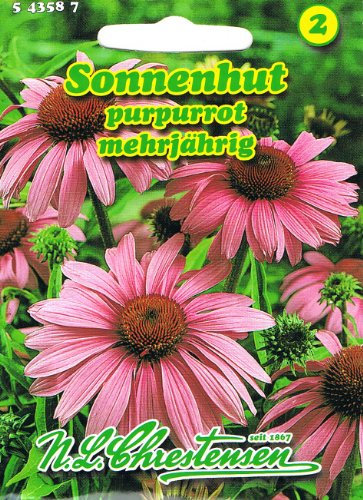 Sonnenhut purpurrort Rudbeckia purpurea mehrjährig