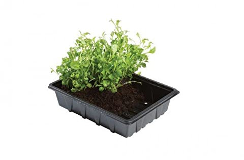 Professional Half Seed Tray With Holes Pack of 5 For Plants Gardening