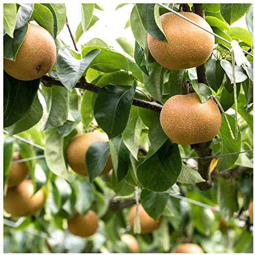 Egremont Russet Apple Tree 4-5ft Tall in 6L Pot, Self-Fertile,Ready to Fruit,Hardy & Vigorous 3fatpigs®