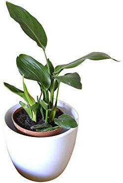 Zimmerpflanze für Wohnraum oder Büro – Königin-Strelitzie – PARADIESVOGELBLUME