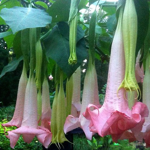 Plant World Seeds - Brugmansia 'Ecuador Pink' Seeds