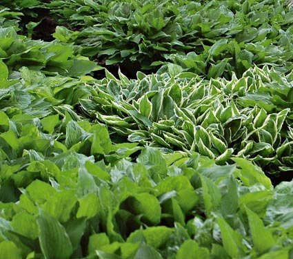 Pack x6 Mixed Hosta Perennial Garden Plug Plants Special Mix 'Large Plugs'