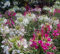 Planta de araña reina Cleome Mixed✿500 Seeds✿Large flor Clusters✿4-6ft alto