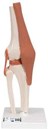 3B Scientific 3B Smart Anatomy A82 Kniegelenk, inkl. anatomischer Software (evtl. nicht in deutscher Sprache)