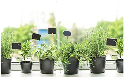 6 Pack of Potted Mixed Herb Plants Assorted Plants Such as Parsley, Sage, Thyme, Mint. Ideal for herb Garden. Grow Your own.