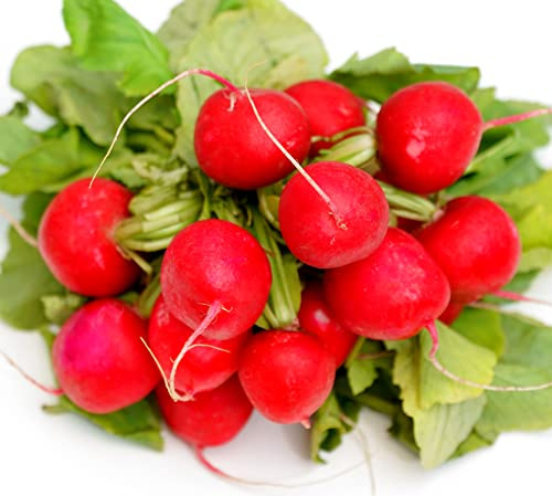 Riesenradieschen - Radieschen Roter Riese - 200 Samen