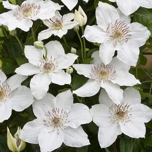 3 x Clematis Destiny (Waldrebe) | 3 x Kletterpflanzen - Weiß, Mehrjährig & Winterhart | 3 x1,5 Liter Topf