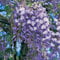 Blauregen 'Prolific' - Wisteria sinensis