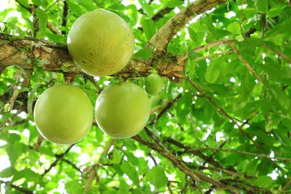 Kalebassenbaum Crescentia cujeta Absolute Rarität 5 Samen
