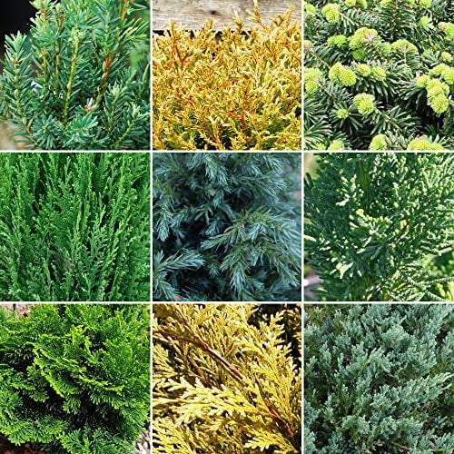 GardenersDream 12 x Mixed Conifer Plants in Pots - Outdoor Garden Ready Hardy Shrubs - Low Maintenance Ornamental Evergreen Outdoor Plants for Rockeries, Patios, and Borders (15-30 cm incl. 9cm Pot)
