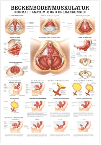 Sport-Tec Beckenbodenmuskulatur Mini-Poster Anatomie 34x24 cm medizinische Lehrmittel
